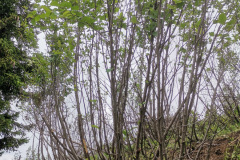 IMG_20230702_173652